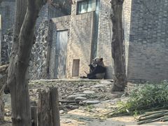 -都江堰中华大熊猫苑