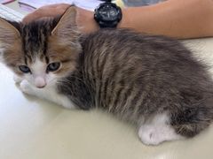 -瑞派动物医院·猫专科·至诚(江南中分院)