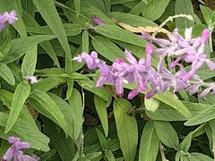 -徐家汇源景区-衡山公园