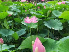 -莲花池公园