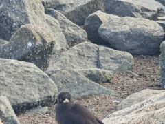 -深圳湾公园(南山区)