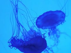 -上海海洋水族馆