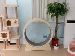 -喵宠乐园·撸猫互动·猫舍