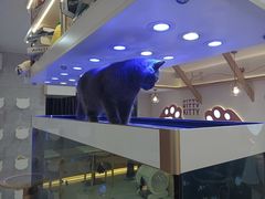 -喵园·猫主题咖啡厅·撸猫·猫咖(国贸店)