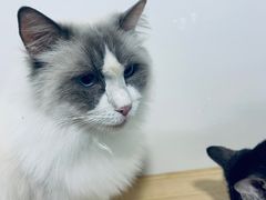 -李小姐の猫咖啡馆(五角场店)