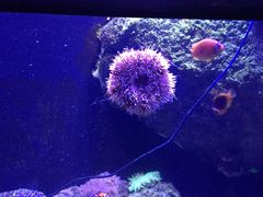 海胆-成都浩海立方海洋公园