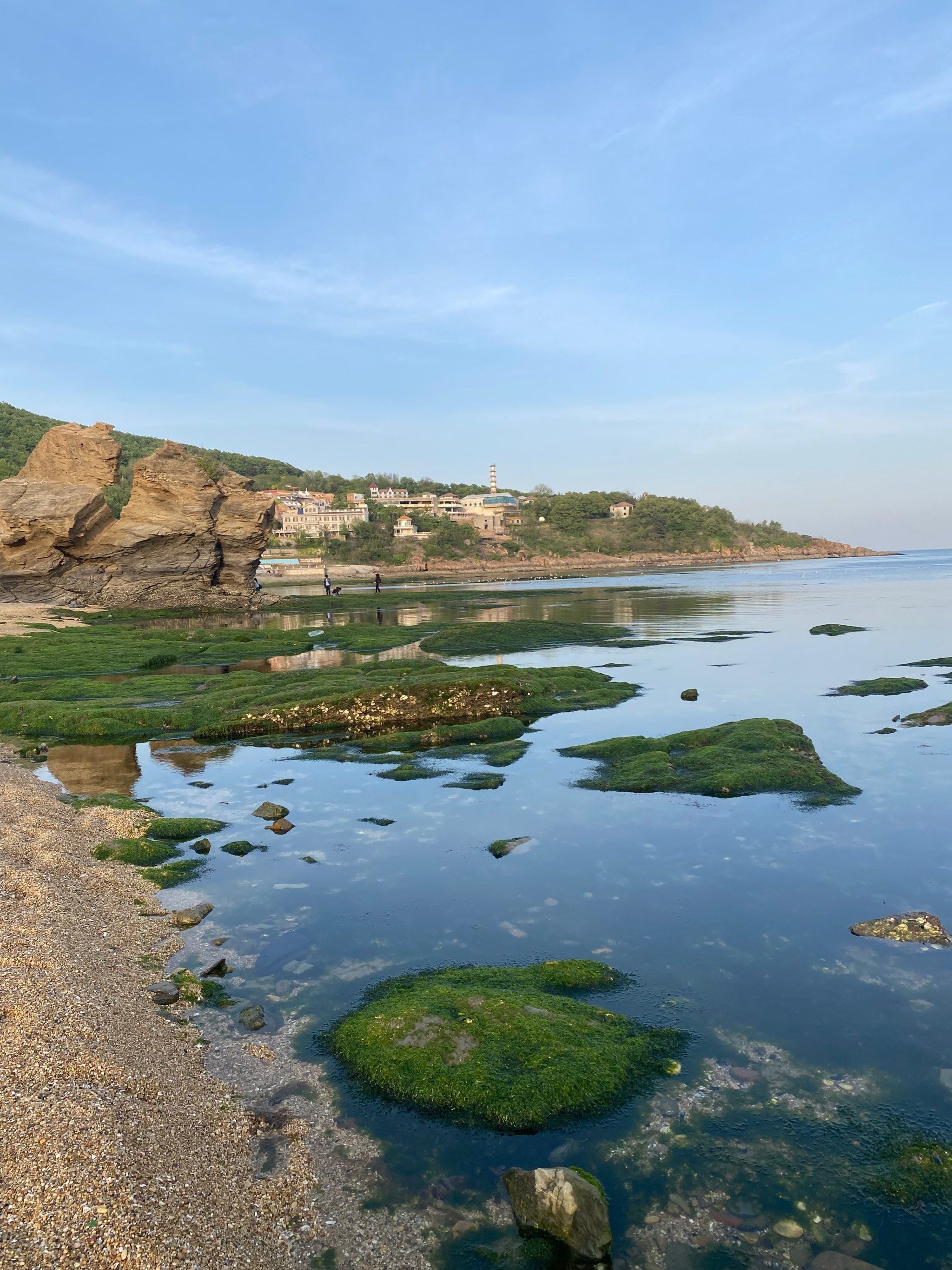 大连小傅家庄海边98退潮的绿色风景