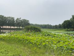 -东郊湿地公园