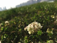 -天鹅湖体育公园