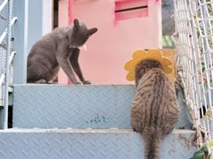 -喵屿·大理花园猫咖