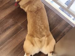 -柯斗斗主题餐厅·狗咖·围炉煮茶·茶饮(国瑞升平里店)