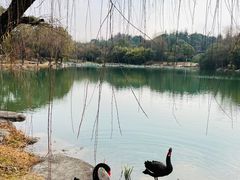 -苏州金鸡湖大酒店