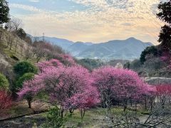 -新建村梅花
