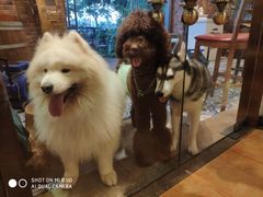 -more than meow吴止猫主题餐厅(承德 中船汇店)