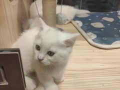 -屋虎猫馆(宝安大仟里店)