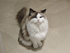 -藏猫猫咖啡主题馆(中央大道店)