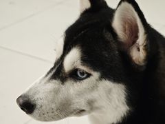 -怪兽屋·羊驼·猫咖·狗咖(俊华广场店)