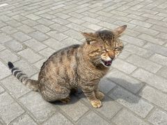 -高旻寺