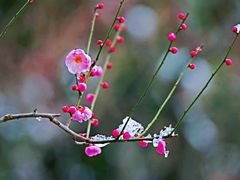 -贵州省植物园