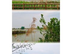 -泗洪洪泽湖湿地景区
