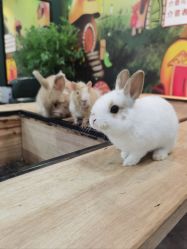 点击看大图 -神奇动物撸宠馆·羊驼·小浣熊·异宠(豫园店)