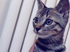 -宠爱国际动物医院·消化内科·心肾内科·ISFM猫友好(望京店)