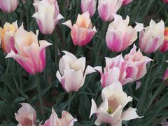 -石家庄市植物园