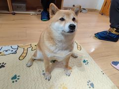 -是阿柴呀！柴犬咖啡·爱喵喵猫咖