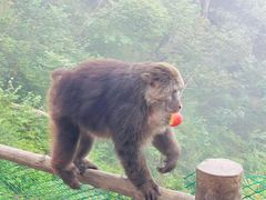 景点-峨眉山风景名胜区