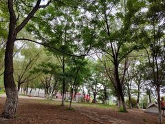 -长白岛森林公园