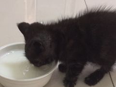 -鼓捣猫呢主题猫咖店