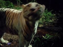 -夜间野生动物园