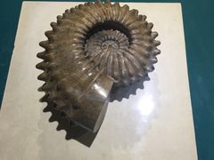 -青岛贝壳博物馆