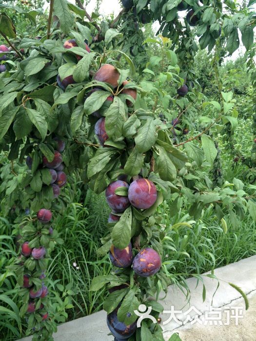 万成农庄图片 - 第18张