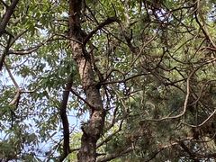 -北京西山国家森林公园