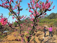 -南国桃园旅游度假区