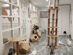 -楼上猫咖(罗湖店)