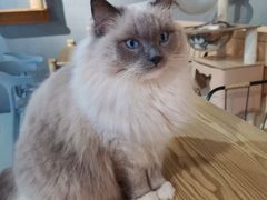 -豆逗聊愈猫阁Easy Life