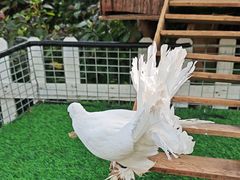 -广州长隆国际大马戏