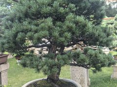 -苏州园林博物馆
