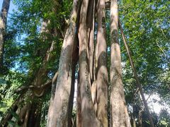 -瑞丽独树成林风景区