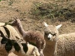 -青藏高原野生动物园