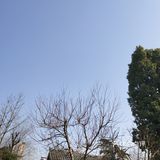 大菠萝哟 2019新年愿望~之一
