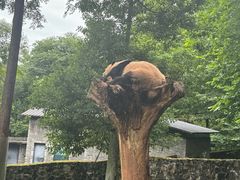 -都江堰中华大熊猫苑