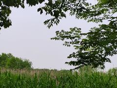 -同里国家湿地公园