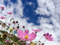 -硗碛藏寨·神木垒景区