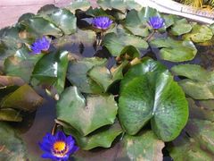 -柬埔寨国家博物馆