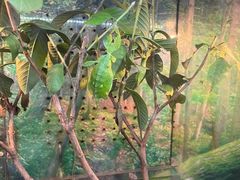 -上海大自然野生昆虫馆(东方明珠·爬宠昆虫探索中心)
