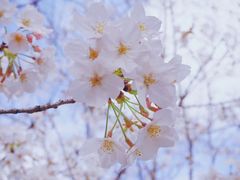 -高东镇樱花园