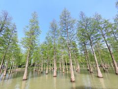 -泗洪洪泽湖湿地景区